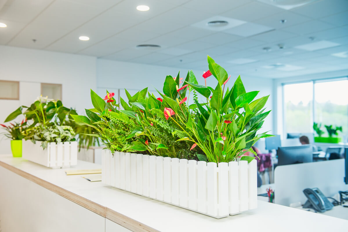 Dlaczego warto zdecydować się na kwiaty i rośliny do biura?